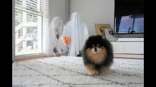 Hiding From My Dog As A Ghost in Front of Her Eyes | Hide and Seek Halloween Edition