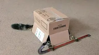 The Cat in the Flap