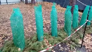Подготовка Туи к зиме, укрытие корней и ствола