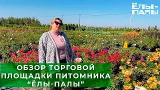 Торговая площадка питомника ЁЛЫ ПАЛЫ обзор