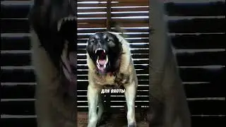 собака с самым сильным укусом