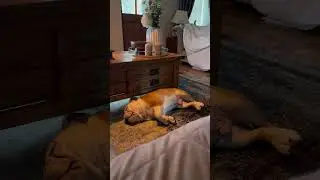 Bulldog is throwing a tantrum because he can't fit under the table anymore!