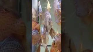Разведение дискусов в общем аквариуме , в водопроводной воде.