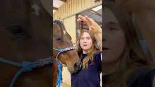 Beginner Vs Experienced Horse Owners! 🐴 #shorts #animals