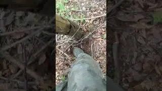Як валити дерева