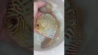 дискусы за акрил,как сырожа прос*рал свое счастье ☺✨