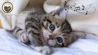 Calming Sleep Music for Cats - Relaxation, Relief of Anxiety and Stress