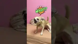 Поцелуй с собакой | a kiss with a dog 😅😂 #приколы #смешноевидео #смешно #funny #comedy #jokes