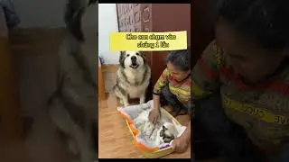 Cưng quá chừng rồi ❤️❤️❤️chó pet xuhuong dog