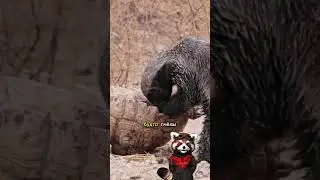 Медоед — самый отбитый псих в дикой природе