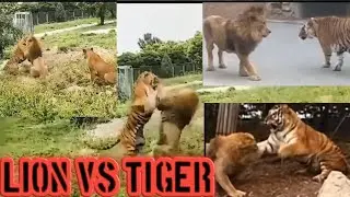 lion vs tiger | lions and tigers fight | Battle of the beasts | wood animals #lions #tigers