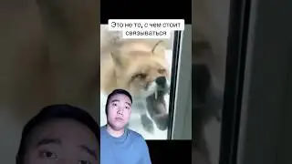 Что делать, если животное ведёт себя странно