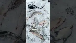 Щуки и судаки на жерлицы. Супер улов! Зимняя рыбалка. 