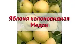 Яблоня колоновидная Медок 🌿 Обзор: посадка и уход. саженцы яблони Медок: описание и особенности