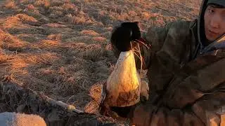 Охота на уток 2024г. 22 мая. DUCK HUNTING!