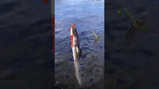 Рыбалка на Норвежском море приводит к этому...