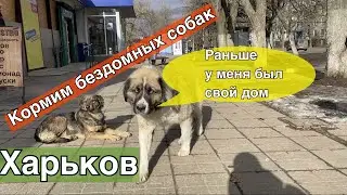 Кормим бездомных собак в Харькове. Из-за войны некоторые животные остались без хозяев