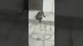 Собачка Жужа