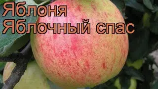 Яблоня обыкновенная Яблочный спас (malus) 🌿 обзор: как сажать, саженцы яблони Яблочный спас
