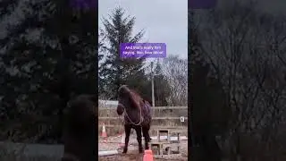 Can a horse enjoy being ridden?