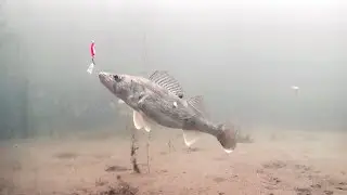 ЗРЕЛИЩНАЯ ЗИМНЯЯ Рыбалка🎣 ЛОВЛЯ СУДАКА Днём и Ночью. Поклевки крупным планом. Подводная съемка