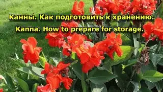 Canna. How to process. How to store cannas in winter.
