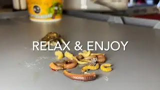 Relax and Enjoy Eastern Box Turtles 