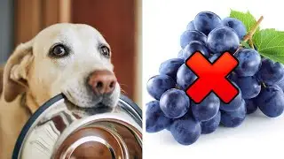 16 Foods DANGEROUS  to PETS!