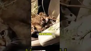 В её машине поселились незваные гости 