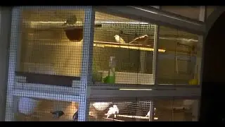 Клетка для птиц своими руками.