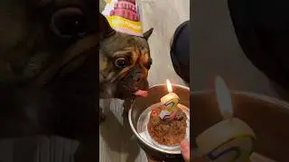 ДЕНЬ РОЖДЕНИЯ НАШЕЙ СОБАКИ