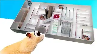 The maze for the hamster. Obstacle strip for hamster