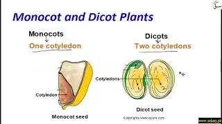 Monocot and Dicot Plants, General Science Lecture | Sabaq.pk