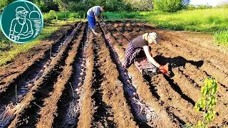 🏆 Рекордный урожай без окучивания 🥔 В 4,5 раза больше 🌱 Посадка картофеля сорта Беллароза под сеном