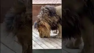 ❤️Лев Тигран и анапские ''вип'' игрушки из гнилых досок. #animals #lions #левтигран #Анапа