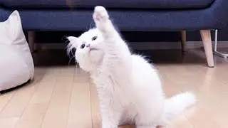 Testing My Cat’s Intelligence. Who’s the smartest cat?