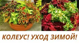 КОЛЕУС! ФОРМИРОВАНИЕ КУСТИКА .ПРИЩИПКА ИЛИ ОБРЕЗКА? КАК СДЕРЖАТЬ РОСТ РАСТЕНИЮ?