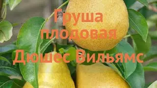 Груша плодовая Дюшес (pyrus communis) 🌿 плодовая груша Дюшес обзор: как сажать, саженцы груши Дюшес