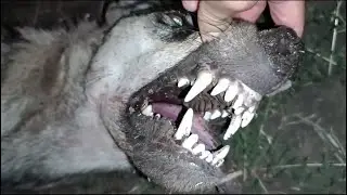 The hunter alone defeated the wolf pack. Predators couldn't resist the sheep's skin