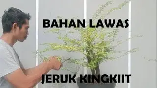 KINGKIT LAWAS