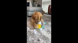Getting my dogs unlimited toys 