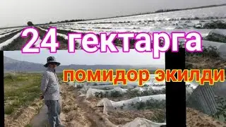 Очик далада помидор етиштириш буйича тажрибали агрономдан тавсиялар. 1-часть