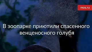 Венценосный голубь в зоопарке