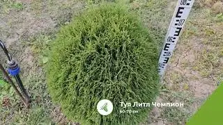 Туя Литл Чемпион 60-70см