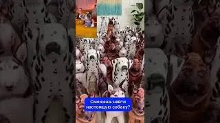 СМЕШНЫЕ ЖИВОТНЫЕ | СМОЖЕШЬ НАЙТИ НАСТОЯЩУЮ СОБАКУ?