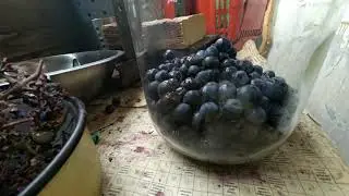 Вино. Метод УДЛИНЁННОГО БРОЖЕНИЯ. Домашнее ВИНО своими руками из Изабеллы