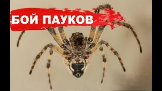 БОЙ ПАУКОВ | КРЕСТОВИК VS ВОРОНКОВЫЙ ПАУК | ВОРОНКОВЫЙ ПАУК МЕНЯЕТ КОЖУ!!!
