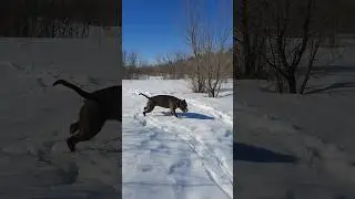 АМСТАФФ ХОЛЛИ| ДОЖДАЛИСЬ ТЕПЛА 