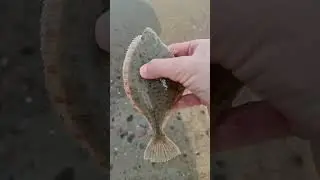 Поймал камбалу руками!