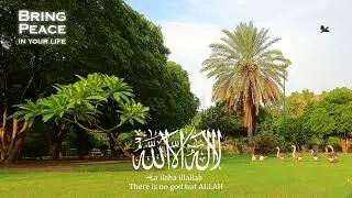 la ilaha illallah | Daily Zikar Before Sleeping Calm your Brain Relax your Heart Make you Deep Sleep